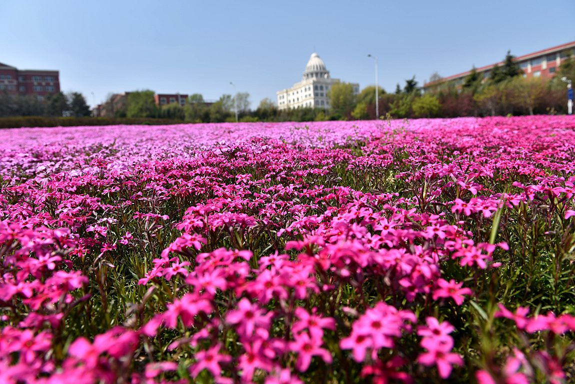 青 岛 初 夏，田 园 ！