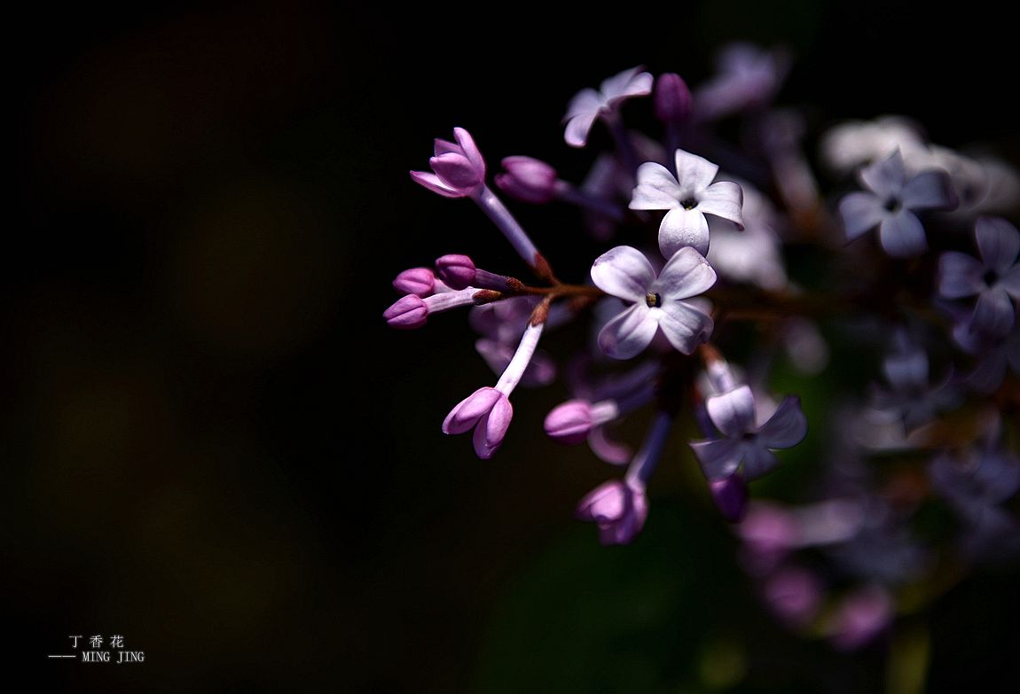 青 岛 初 夏，田 园 ！