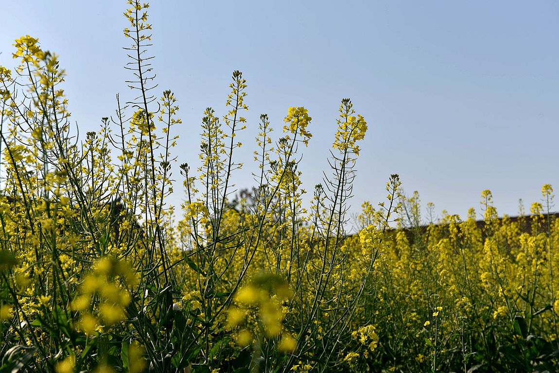 青 岛 初 夏，田 园 ！