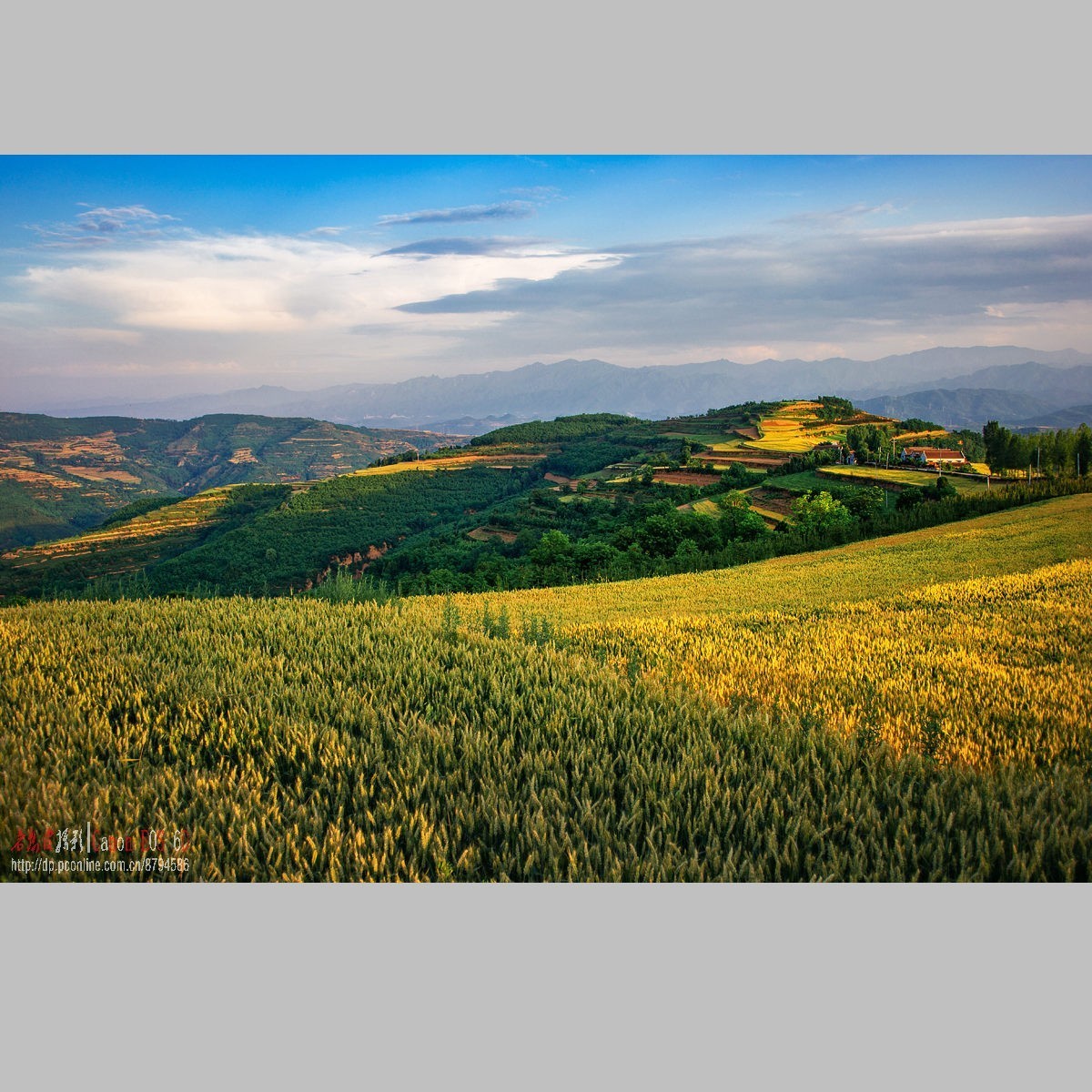 黄土高原的麦子熟了