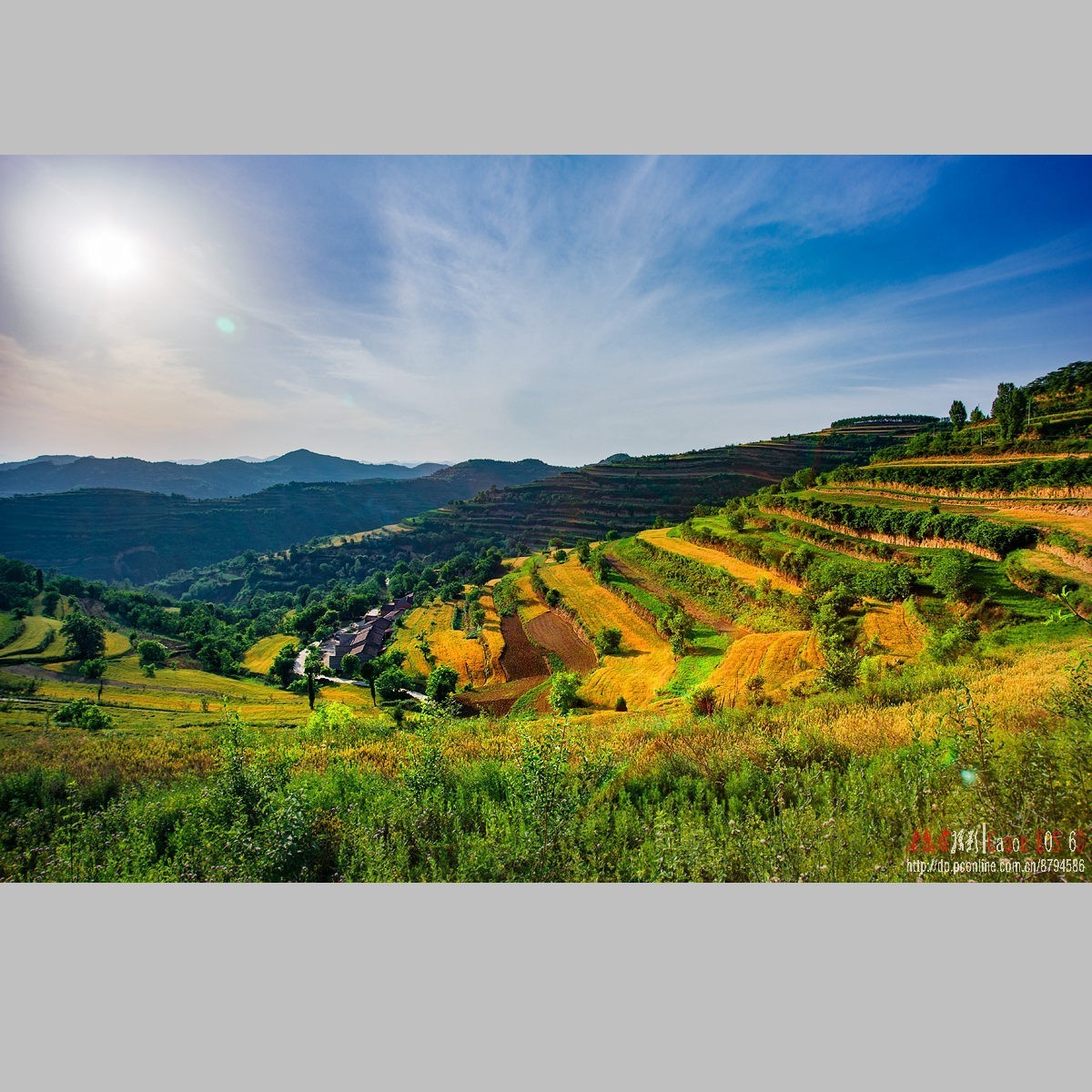 黄土高原的麦子熟了