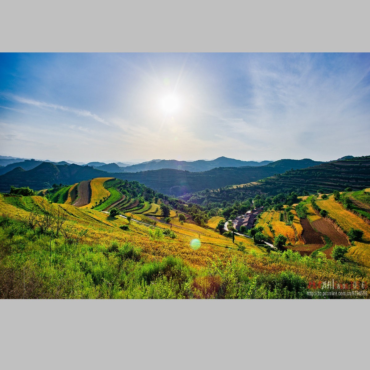 黄土高原的麦子熟了