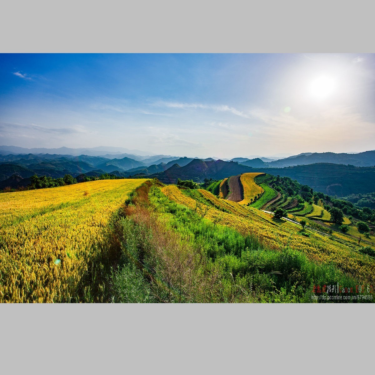 黄土高原的麦子熟了