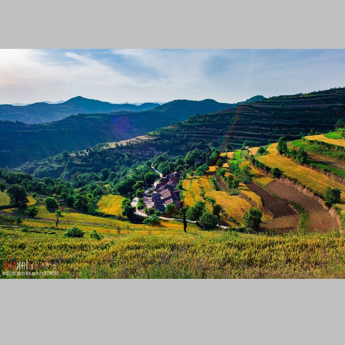 黄土高原的麦子熟了