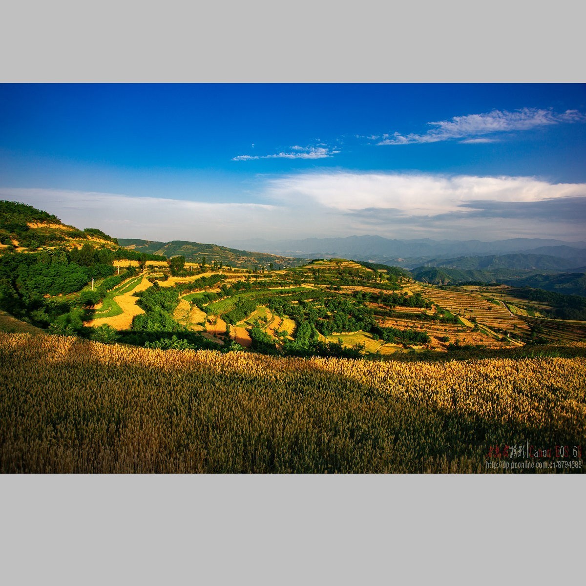 黄土高原的麦子熟了