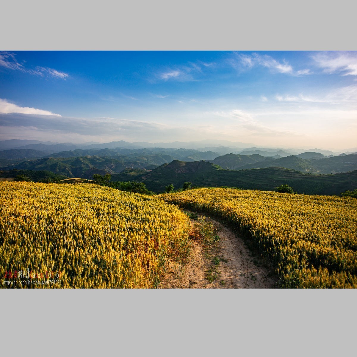 黄土高原的麦子熟了