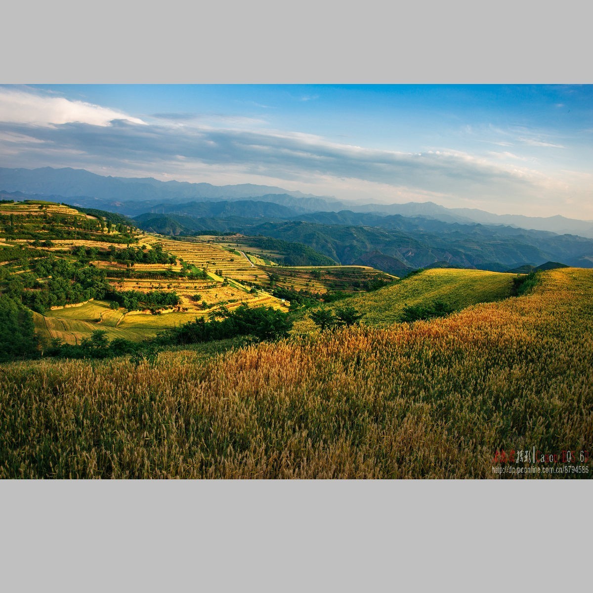 黄土高原的麦子熟了