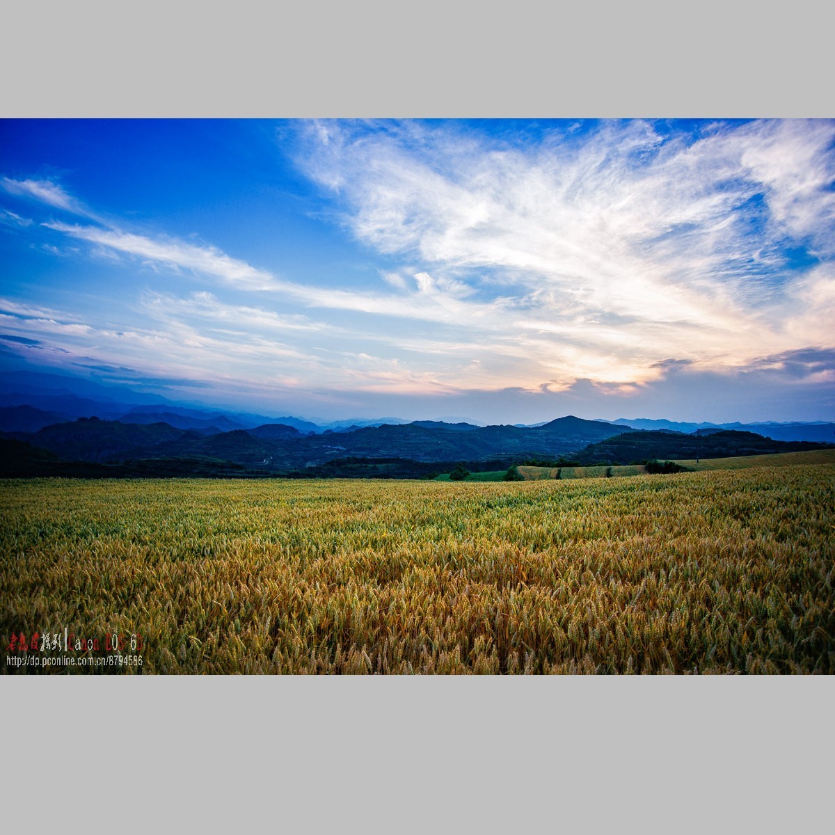 黄土高原的麦子熟了