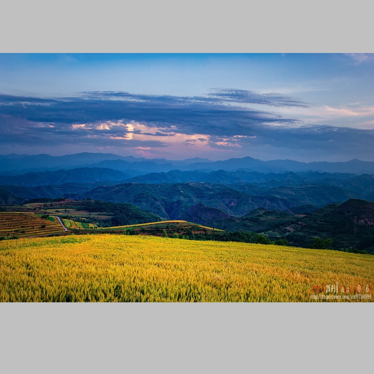 黄土高原的麦子熟了