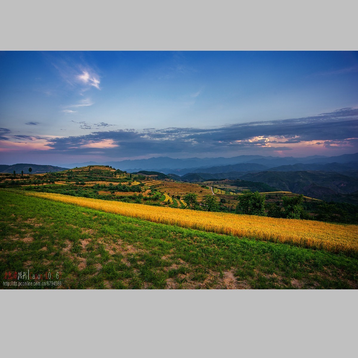 黄土高原的麦子熟了