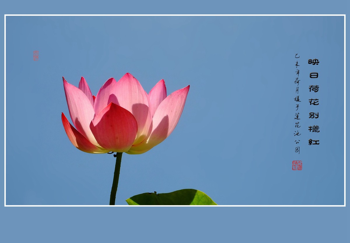映日荷花别样红