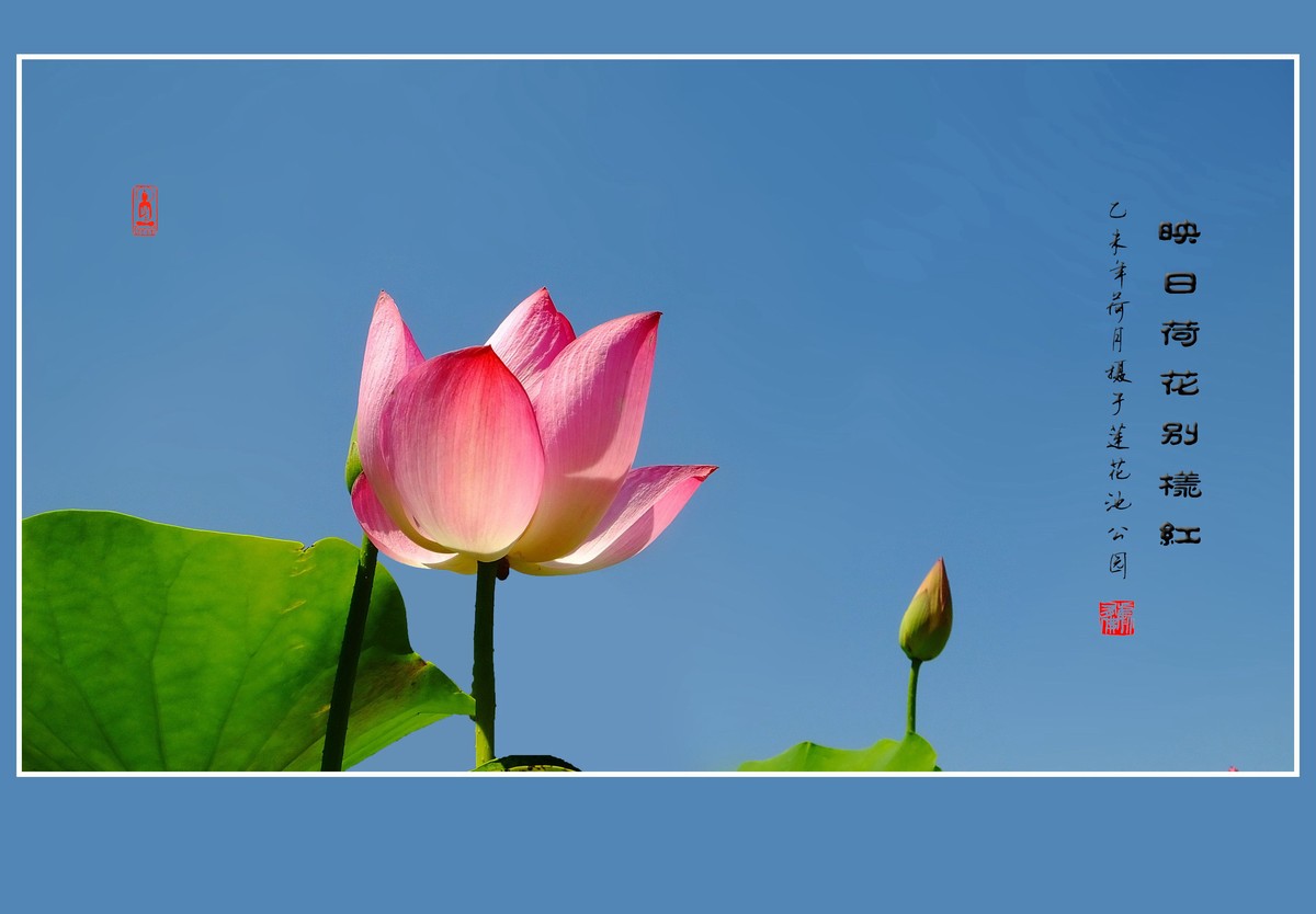 映日荷花别样红