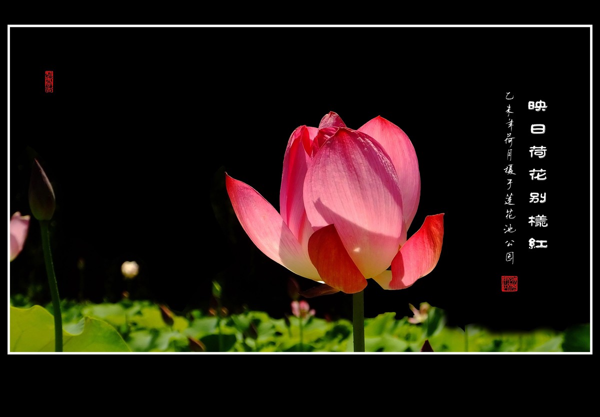 映日荷花别样红