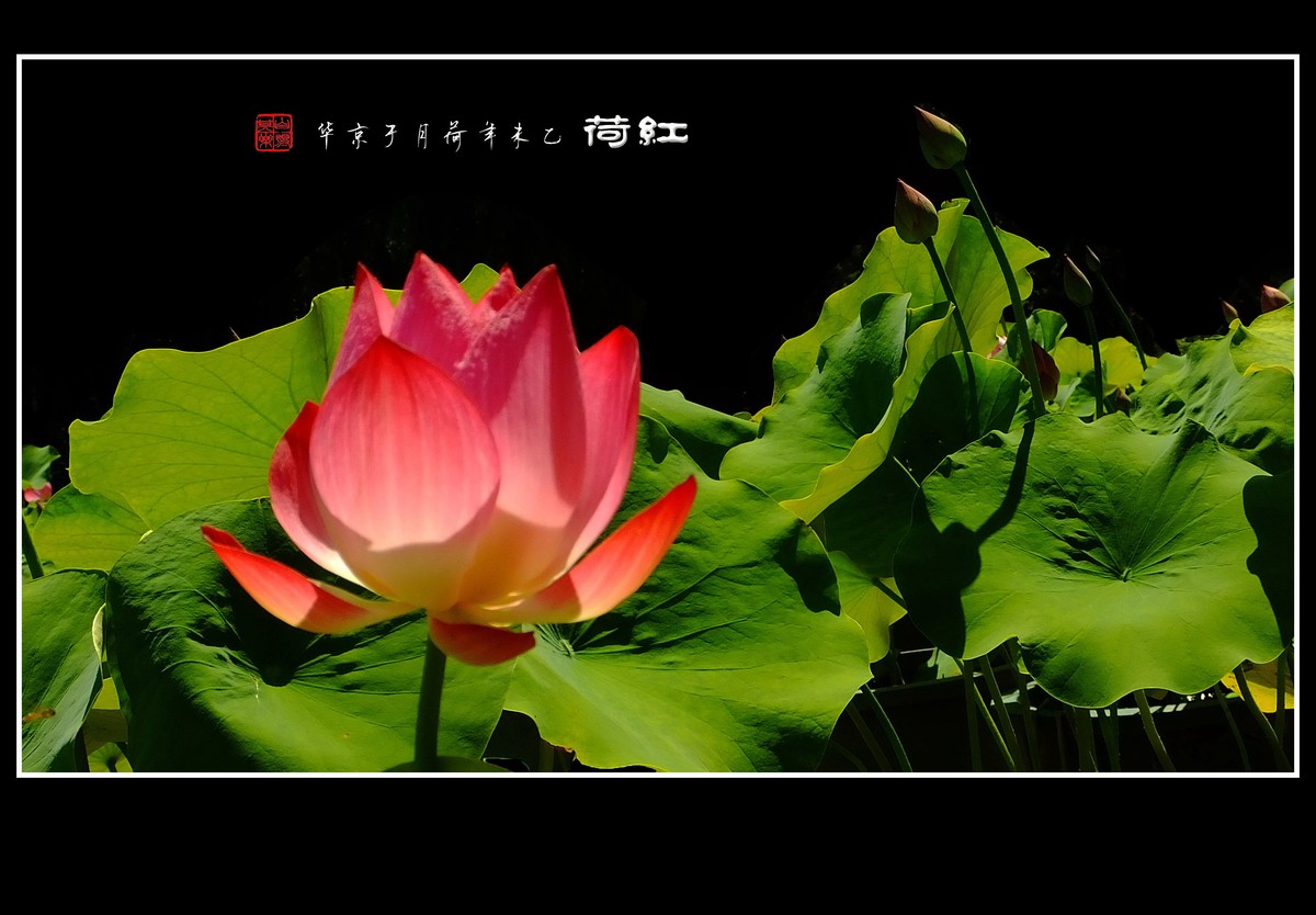 映日荷花别样红