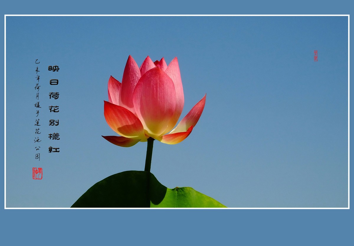 映日荷花别样红