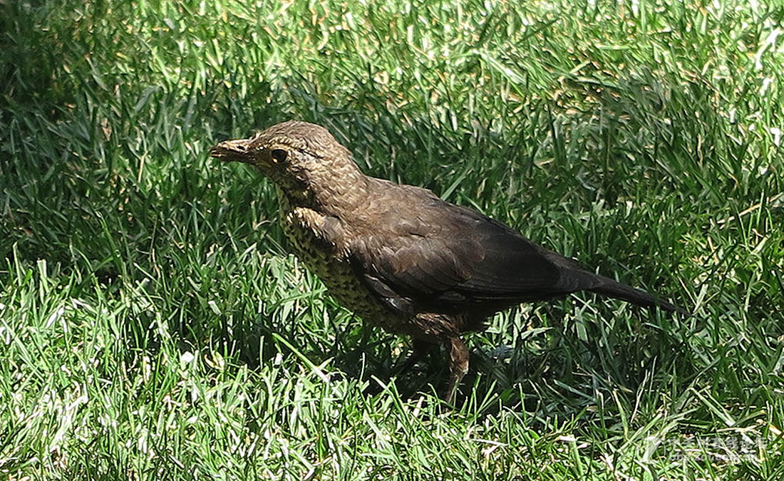 公园拍鸟乌东鸟