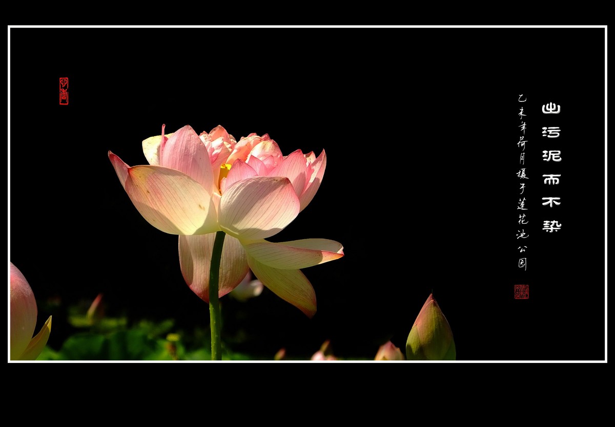 映日荷花别样红