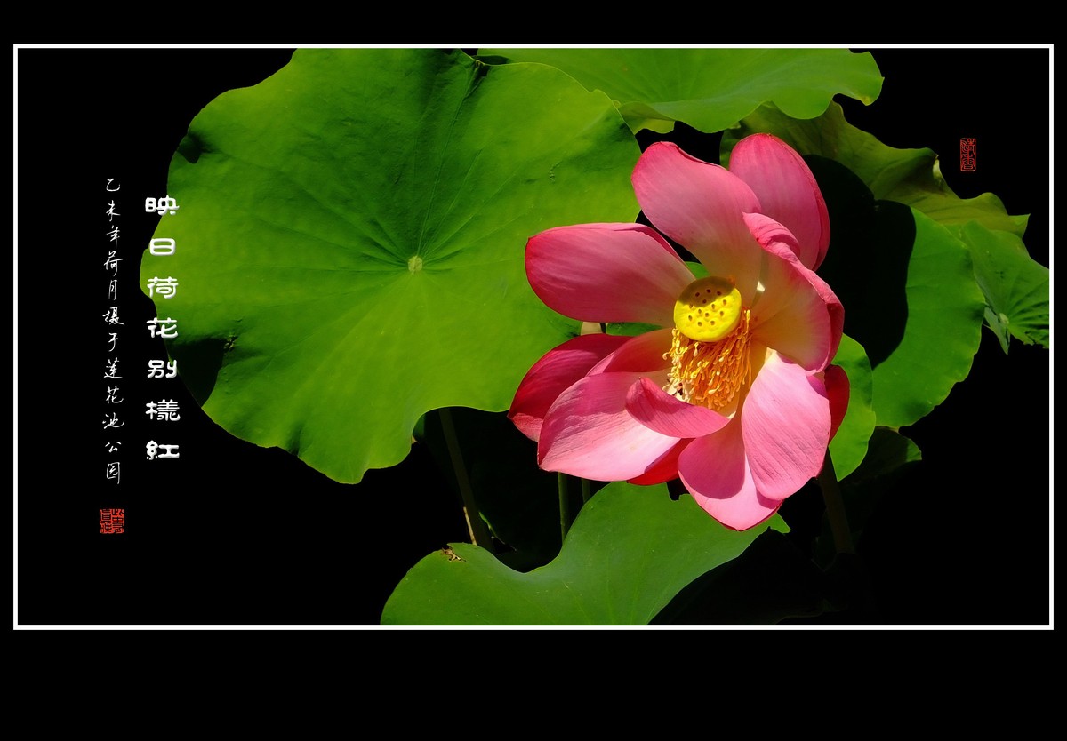 映日荷花别样红