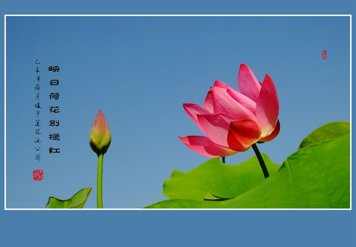 映日荷花别样红
