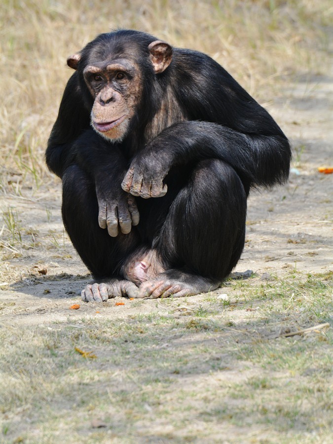 天津动物园的黑猩猩