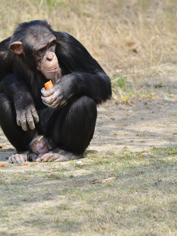天津动物园的黑猩猩