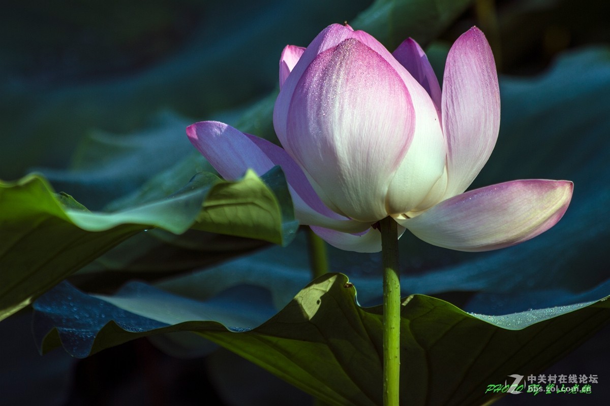 今日圆明园拍荷花