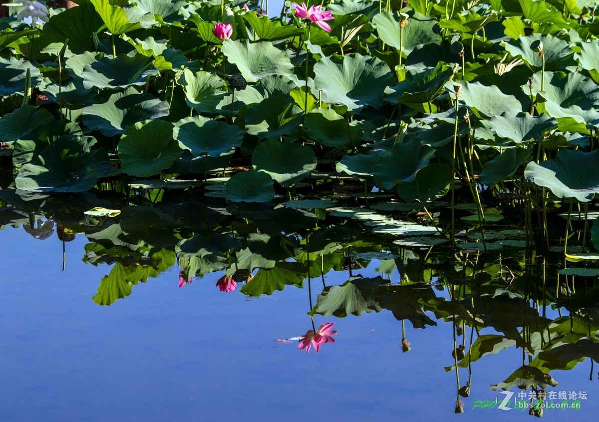 今日圆明园拍荷花