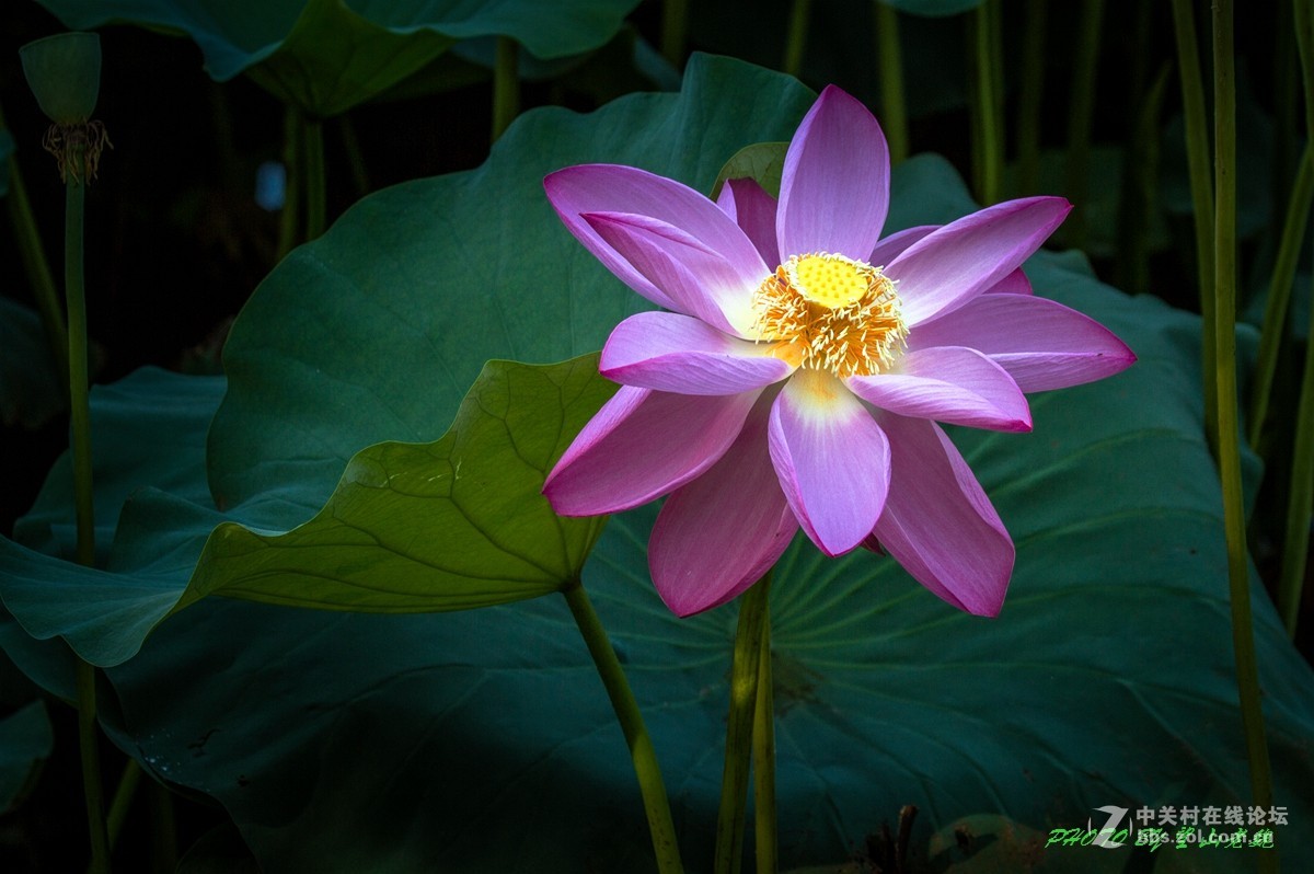 今日圆明园拍荷花