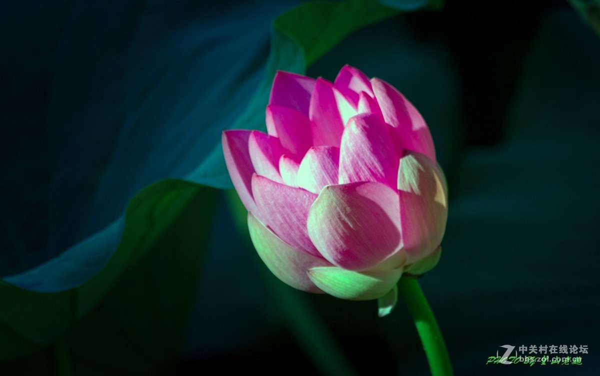 今日圆明园拍荷花