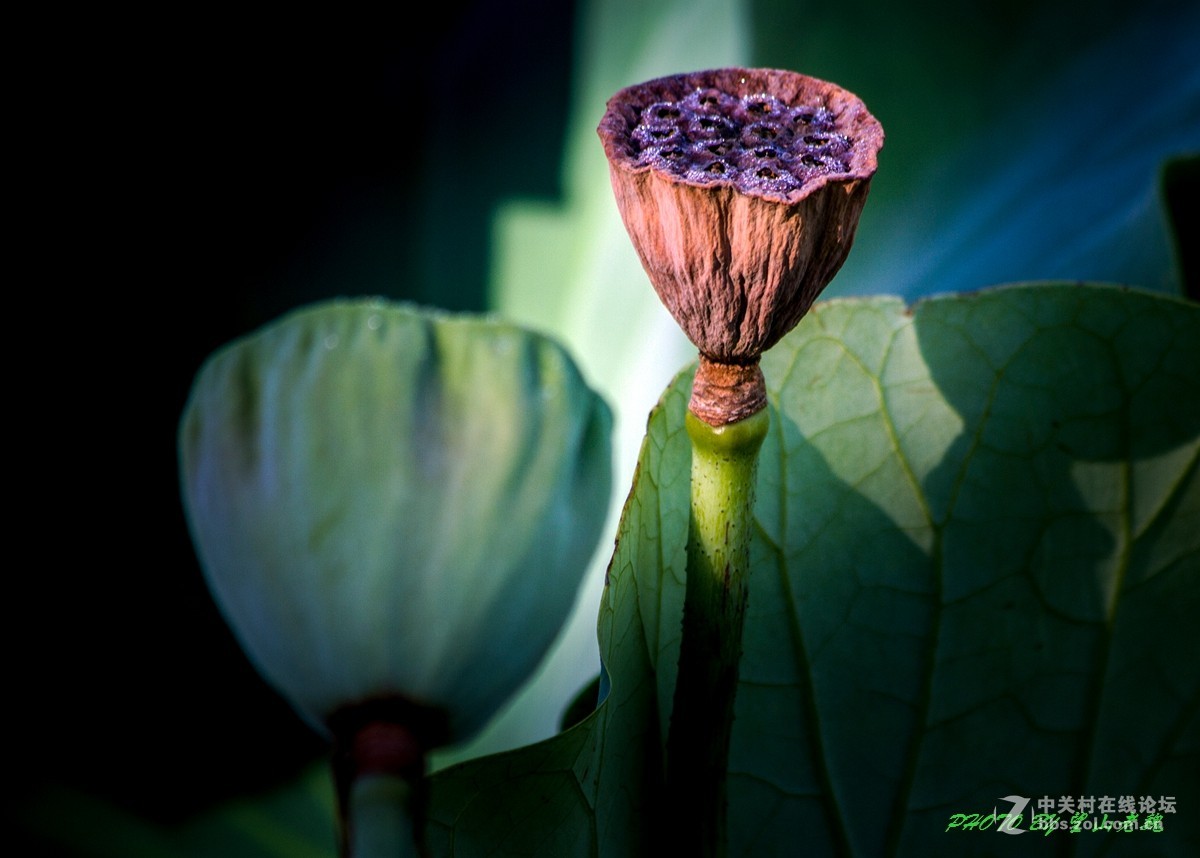 今日圆明园拍荷花