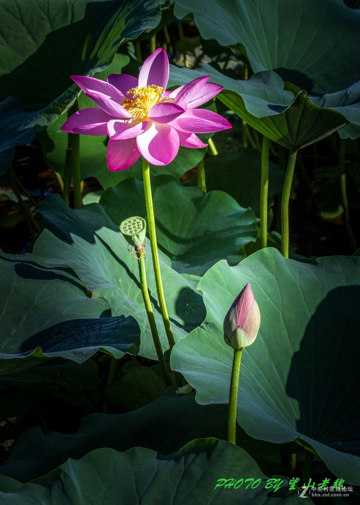 今日圆明园拍荷花