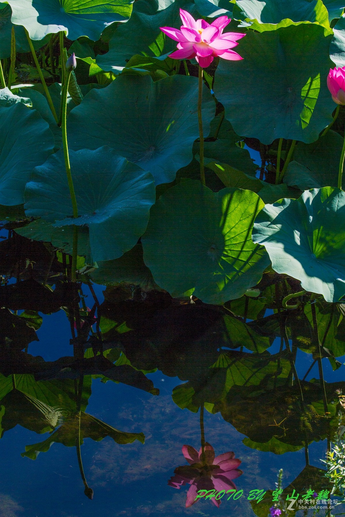 今日圆明园拍荷花