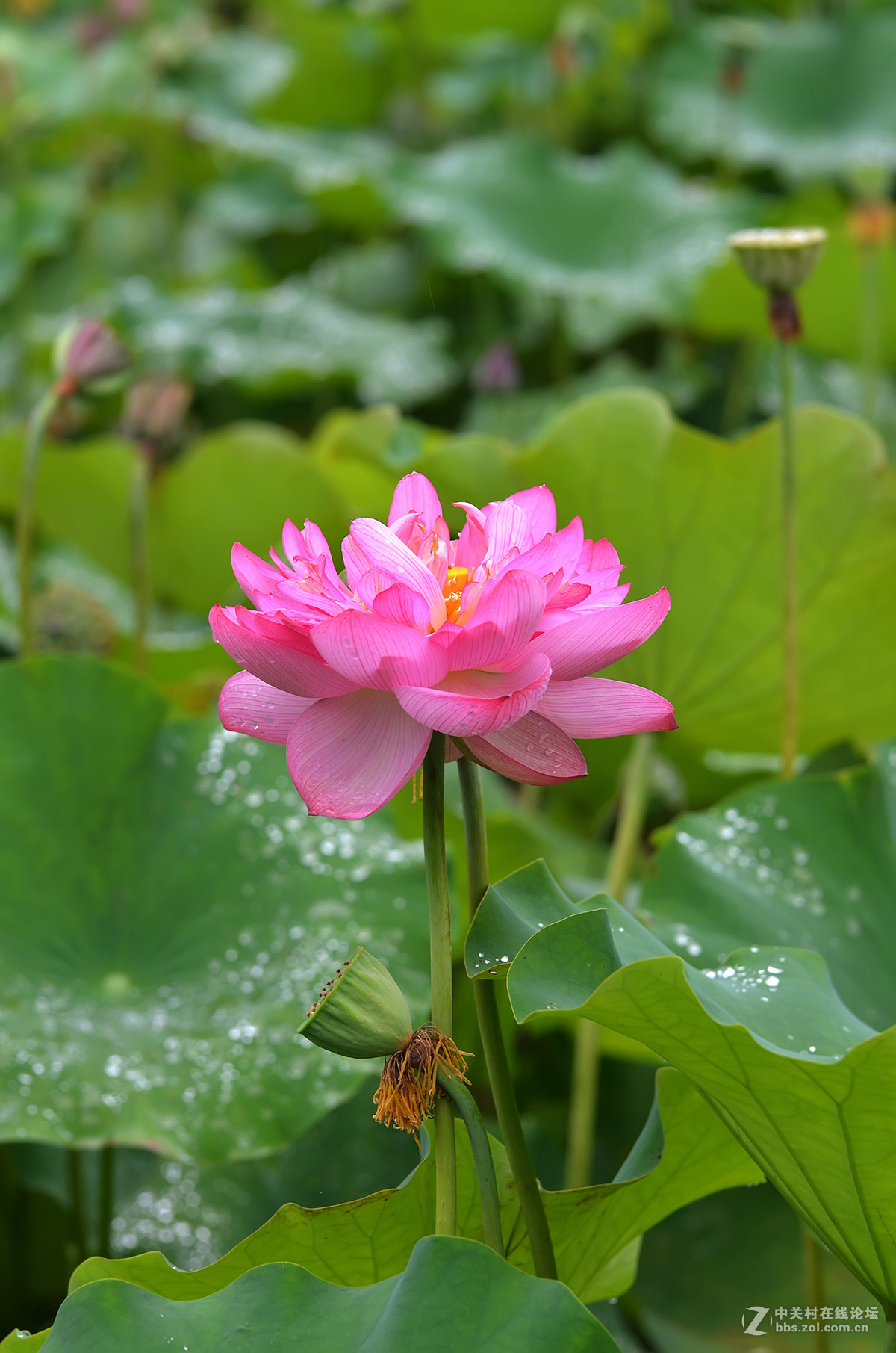 江西九江德安陶渊明故里景区赏荷花（二）