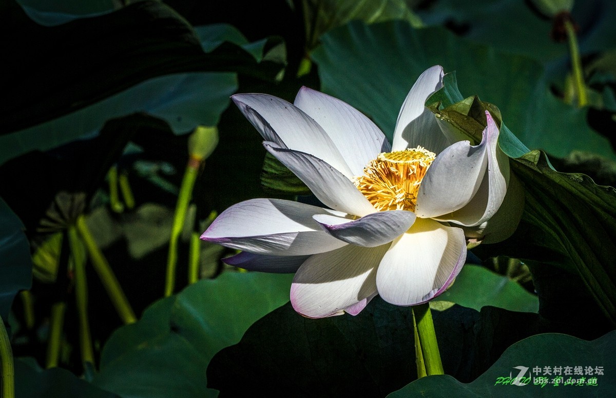 今日圆明园拍荷花