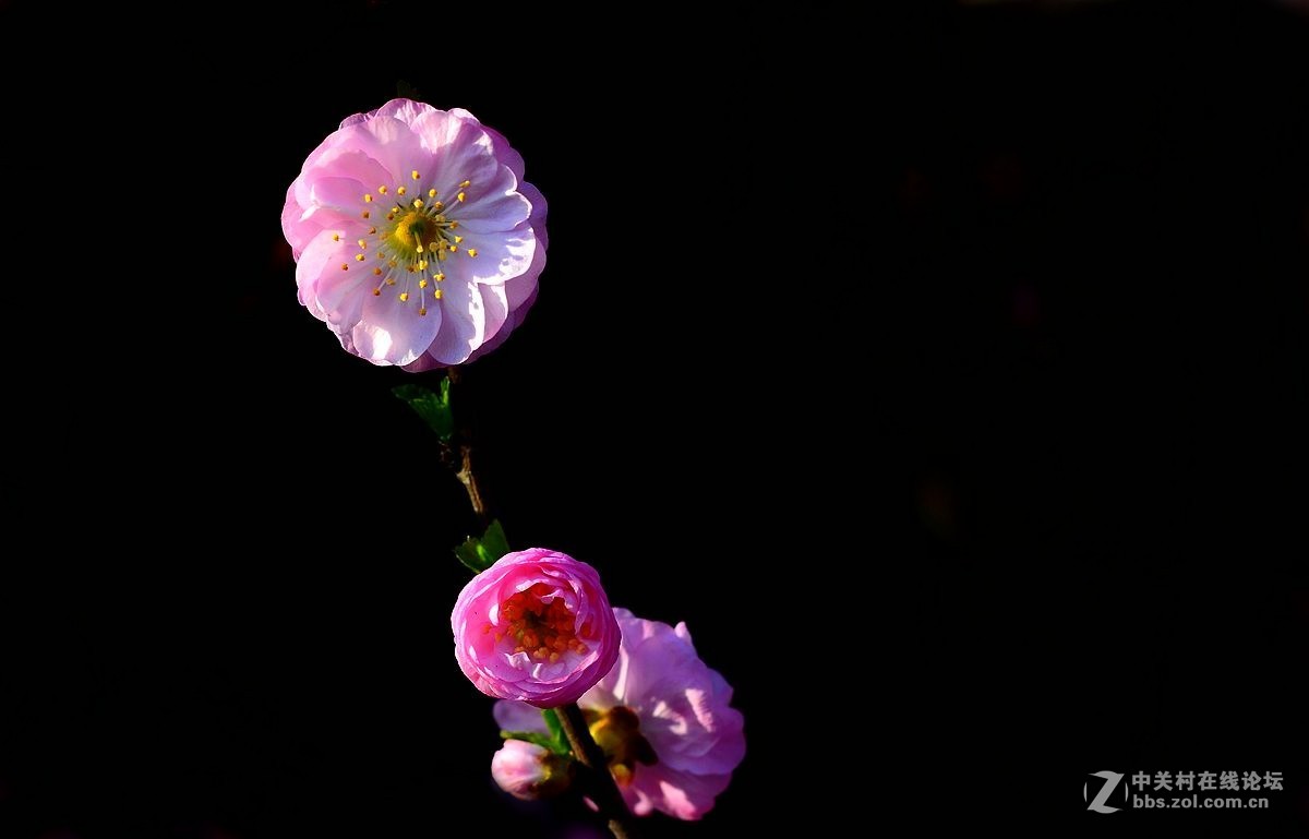 榆叶梅花（二）。。。