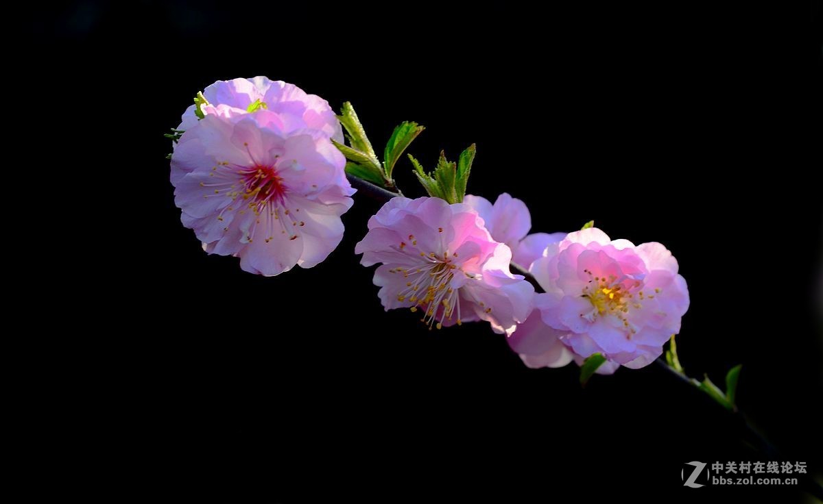 榆叶梅花（二）。。。