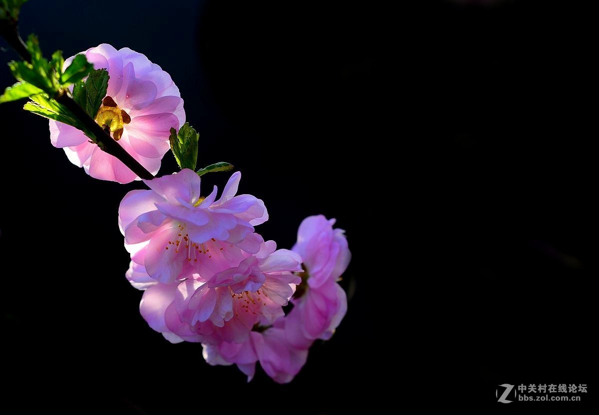 榆叶梅花（二）。。。