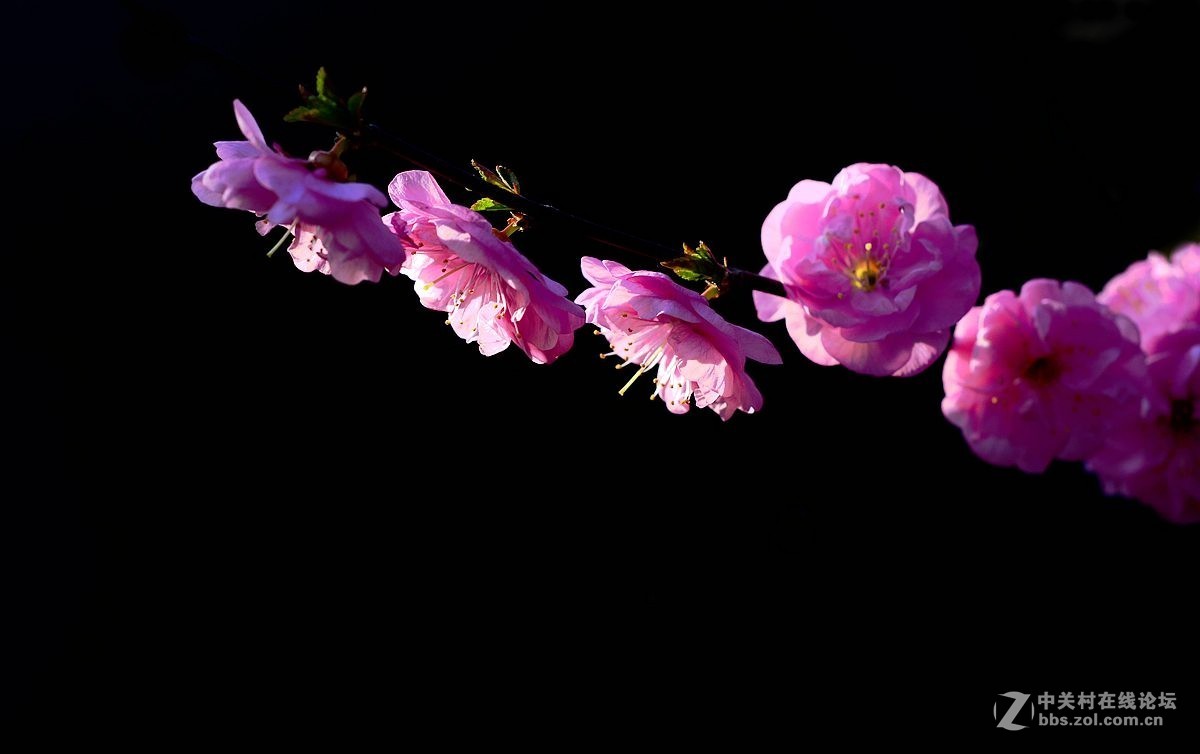 榆叶梅花（二）。。。