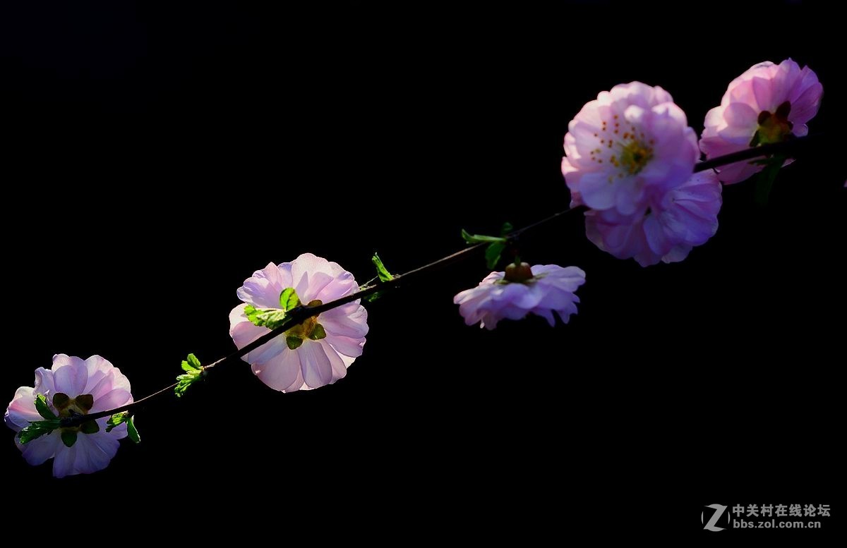 榆叶梅花（二）。。。