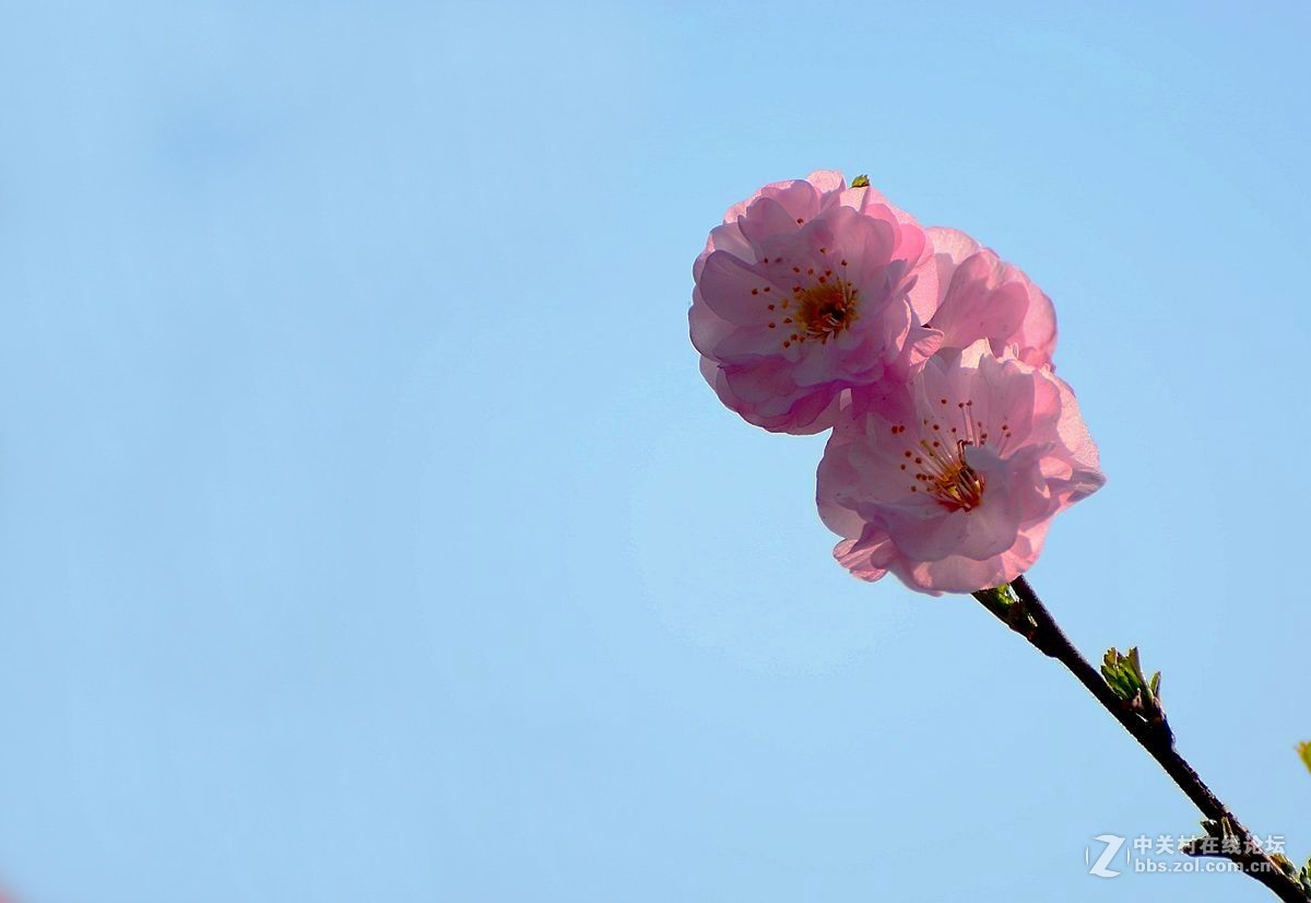 榆叶梅花（二）。。。