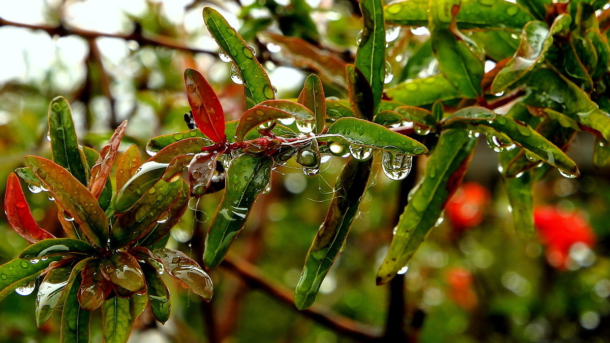 三月雨图片大全 壁纸图片