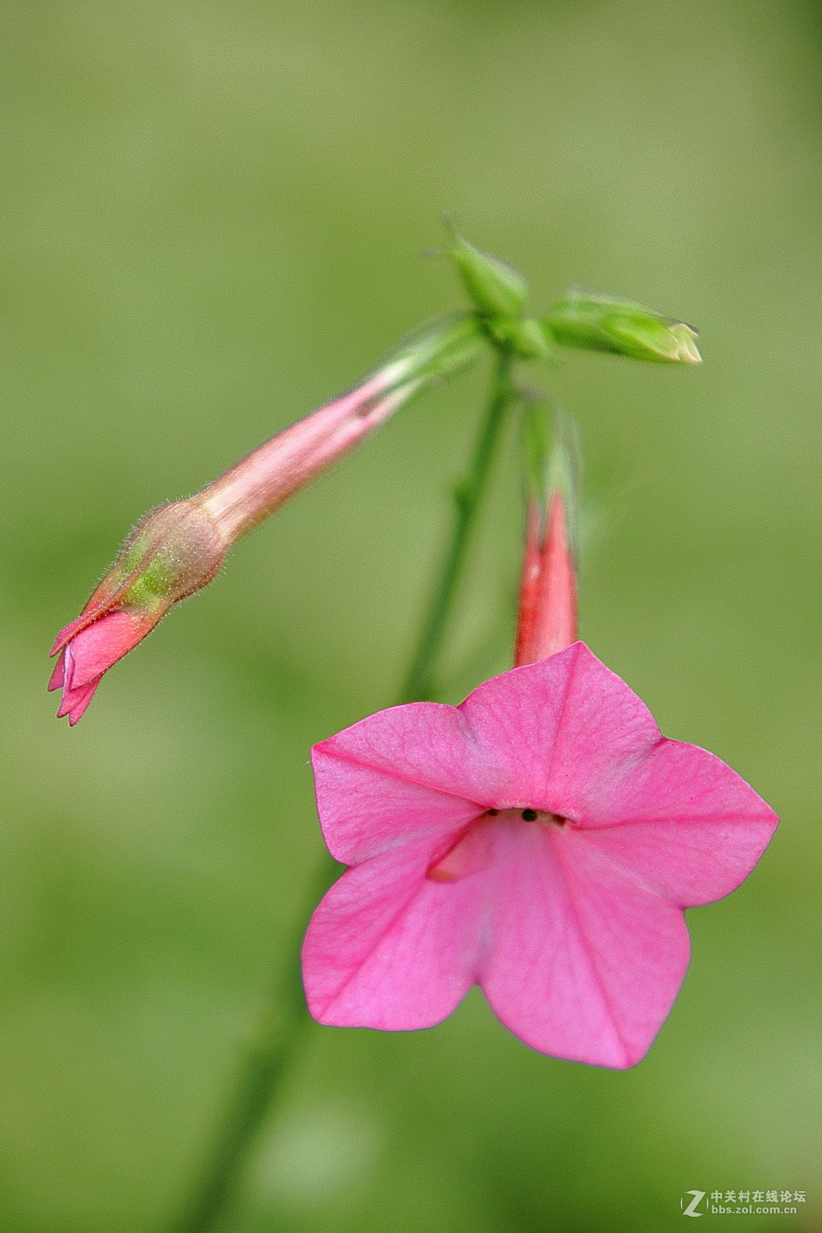 拍花