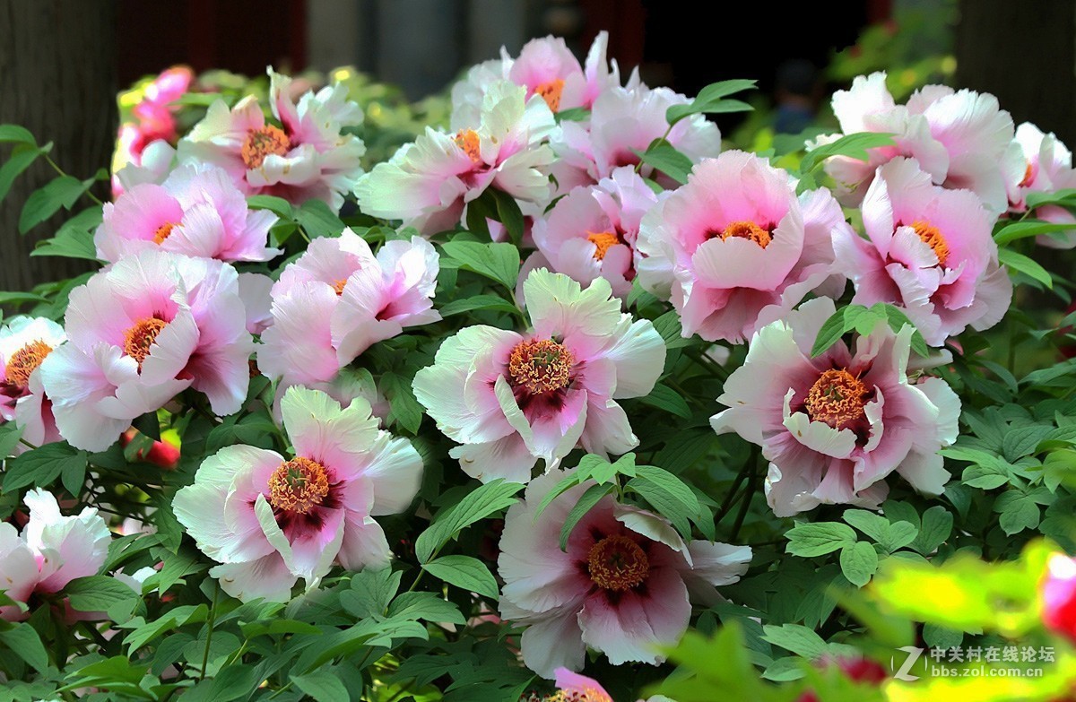 晋祠公园学拍 牡丹花【二】