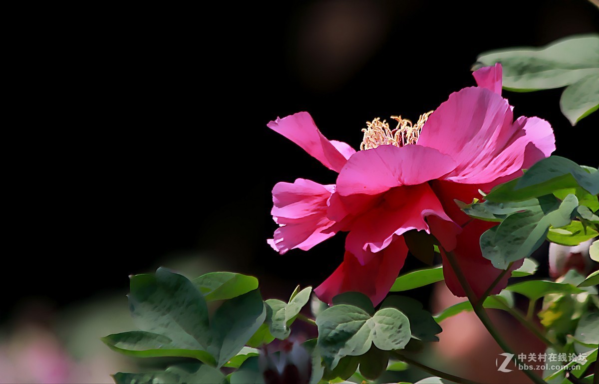 晋祠公园学拍 牡丹花【二】