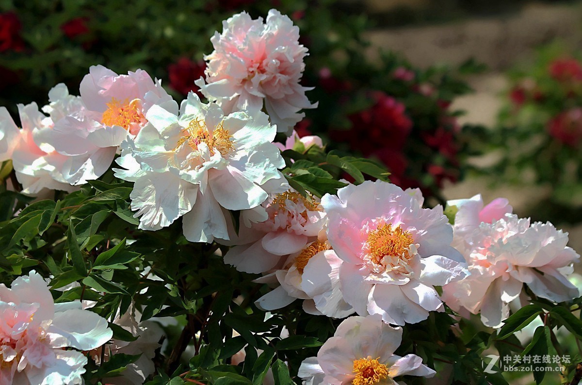 晋祠公园学拍 牡丹花【二】