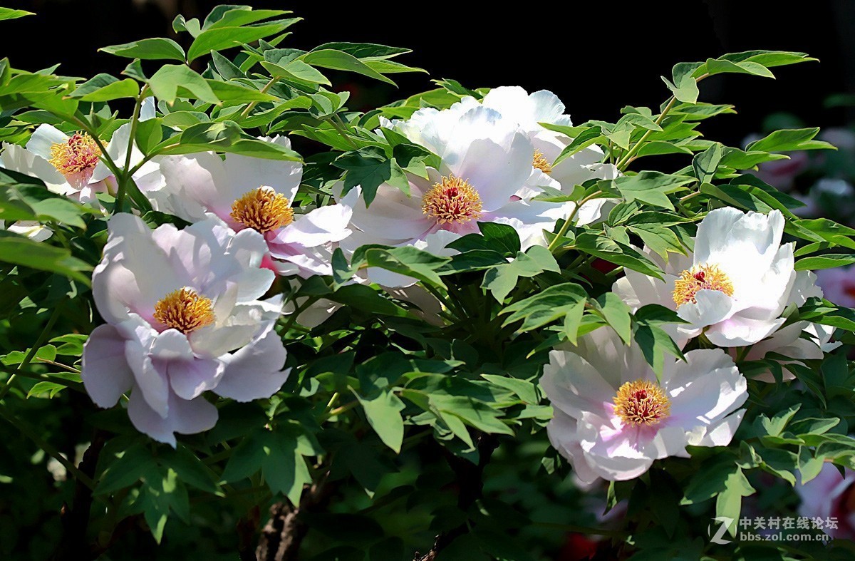 晋祠公园学拍 牡丹花【二】