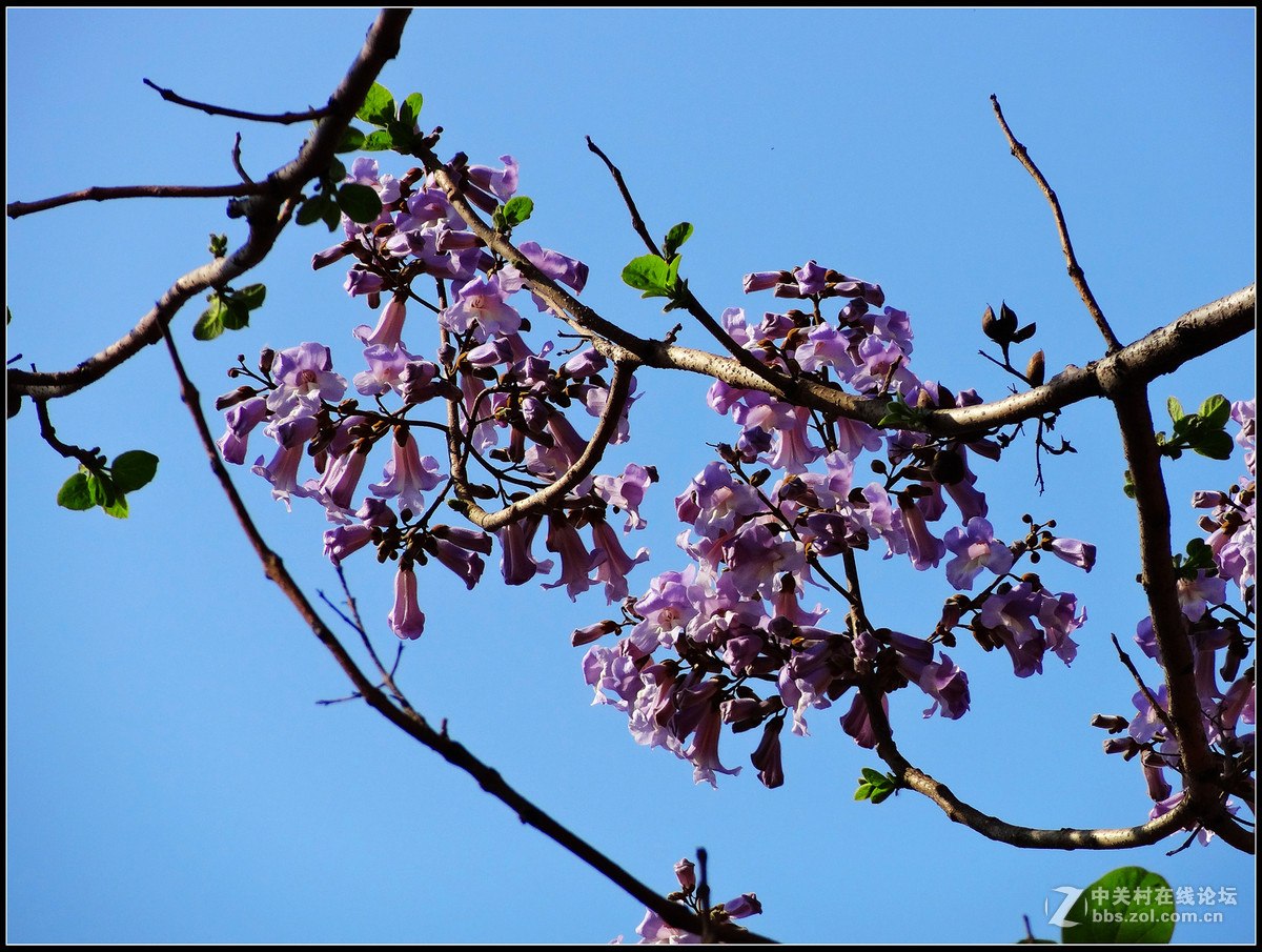 梧桐花