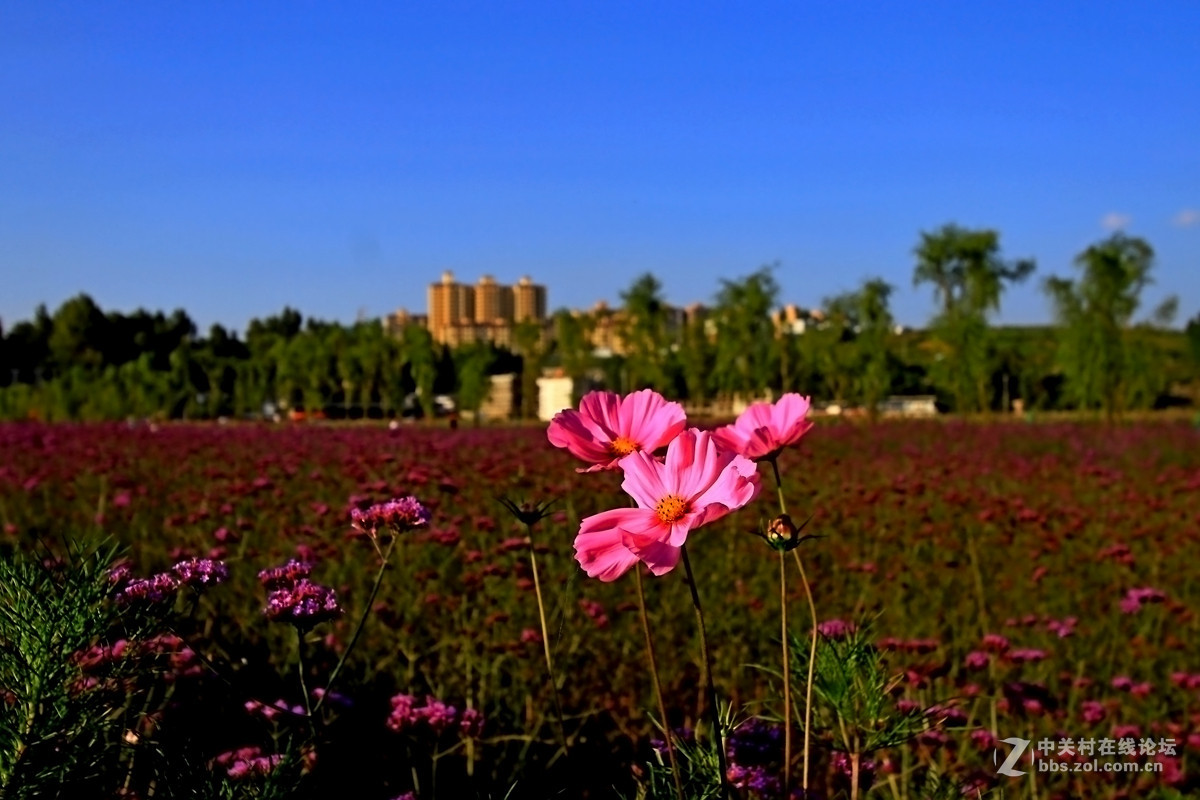 贵卅[威宁草海]隨拍十四