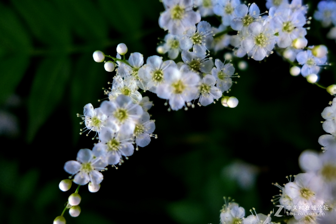 珍珠梅花