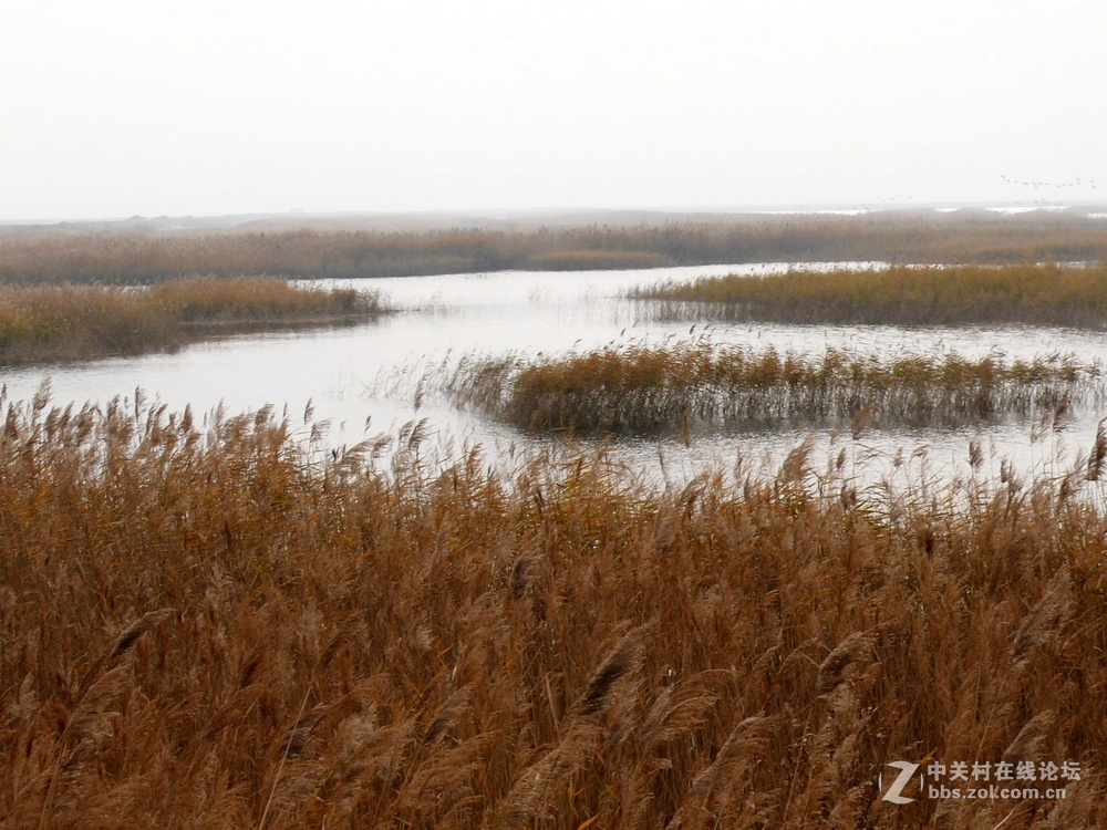 海兴湿地组图